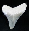 Beautifully Serrated Bone Valley Meg Tooth #12186-2